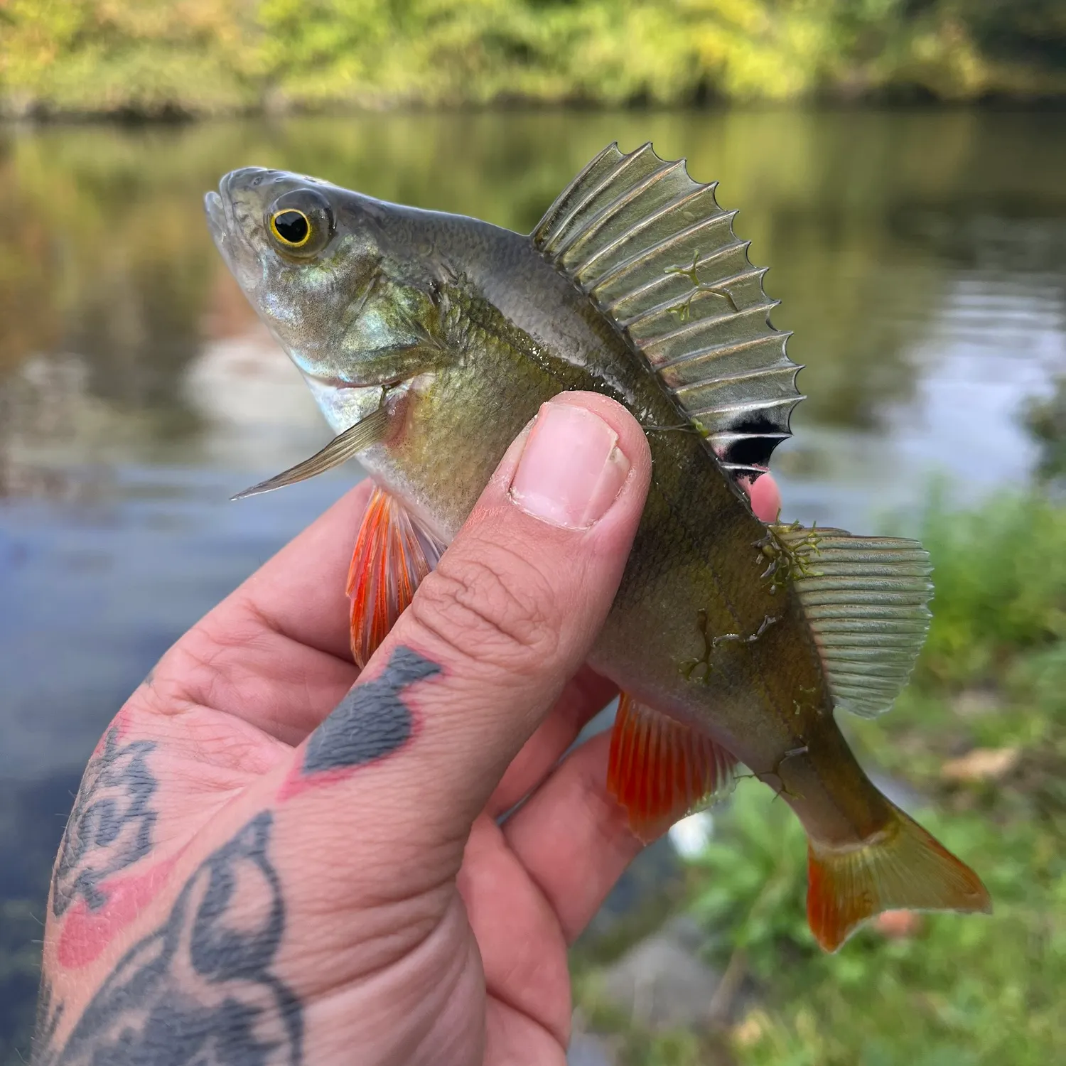 European perch caught on Fishbrain