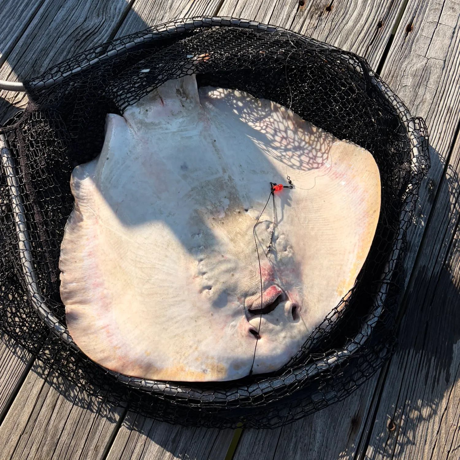 The most recent Sharpnose stingray catches on Fishbrain