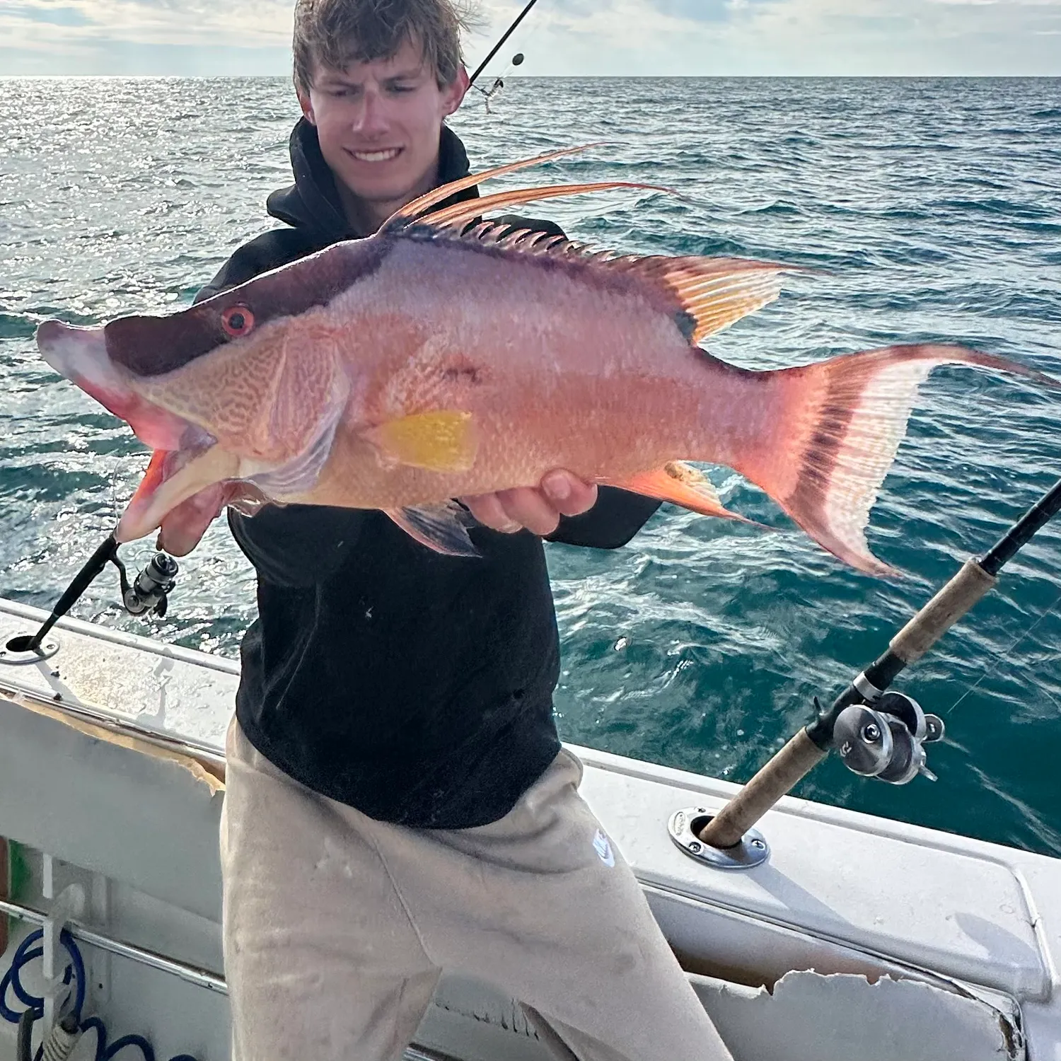 The most recent Hogfish catches on Fishbrain