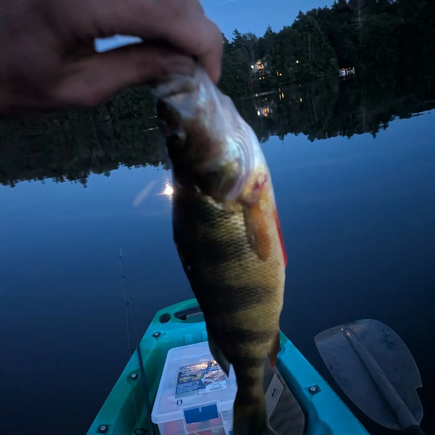 Yellow perch caught on Fishbrain