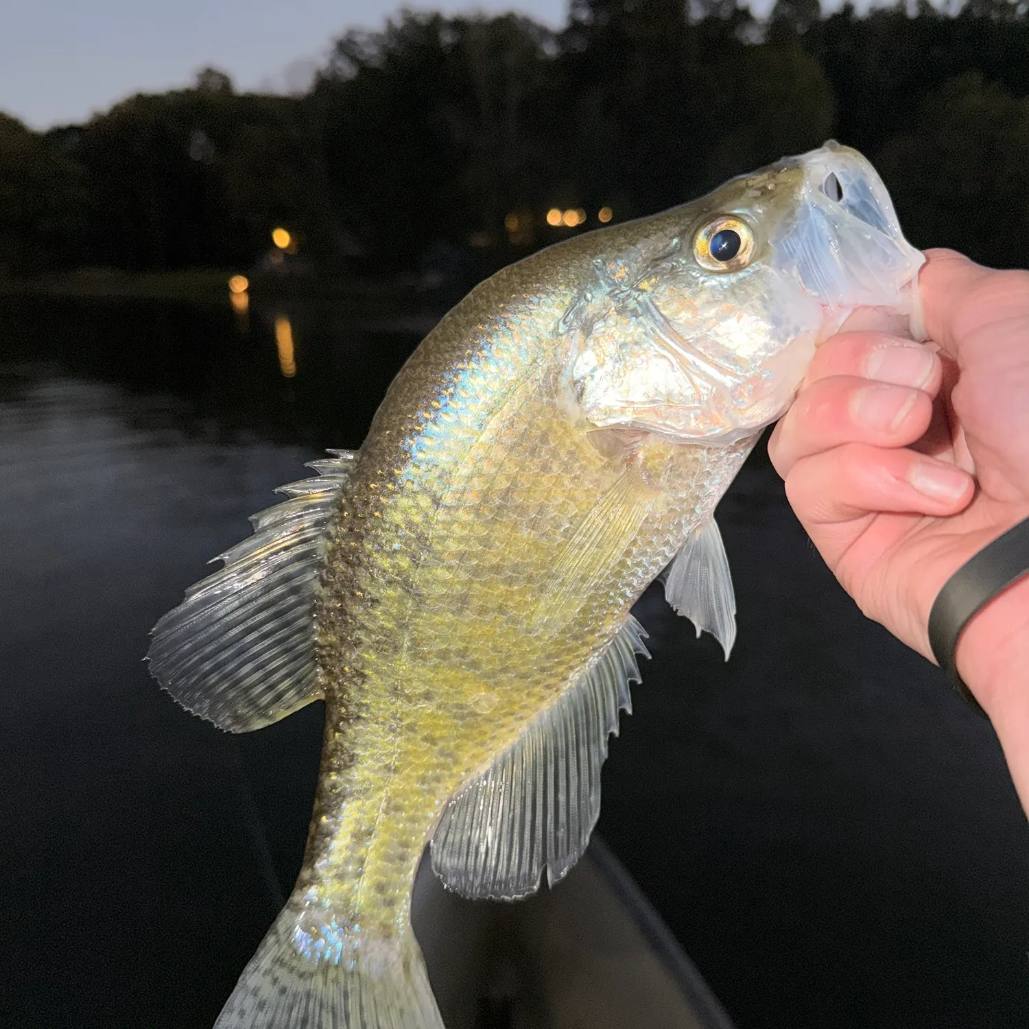 White crappie caught on Fishbrain