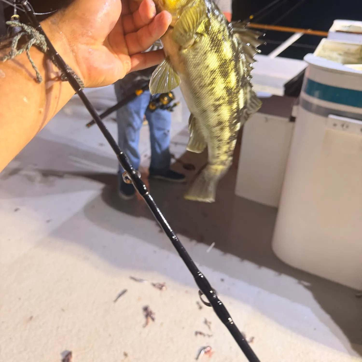 The most recent Kelp bass catches on Fishbrain