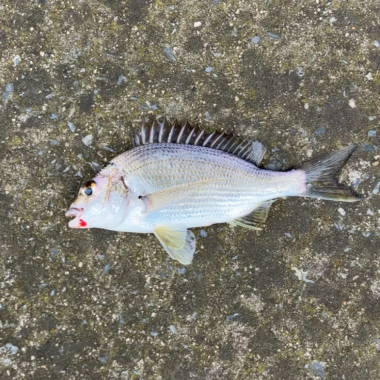 Southern black bream caught on Fishbrain