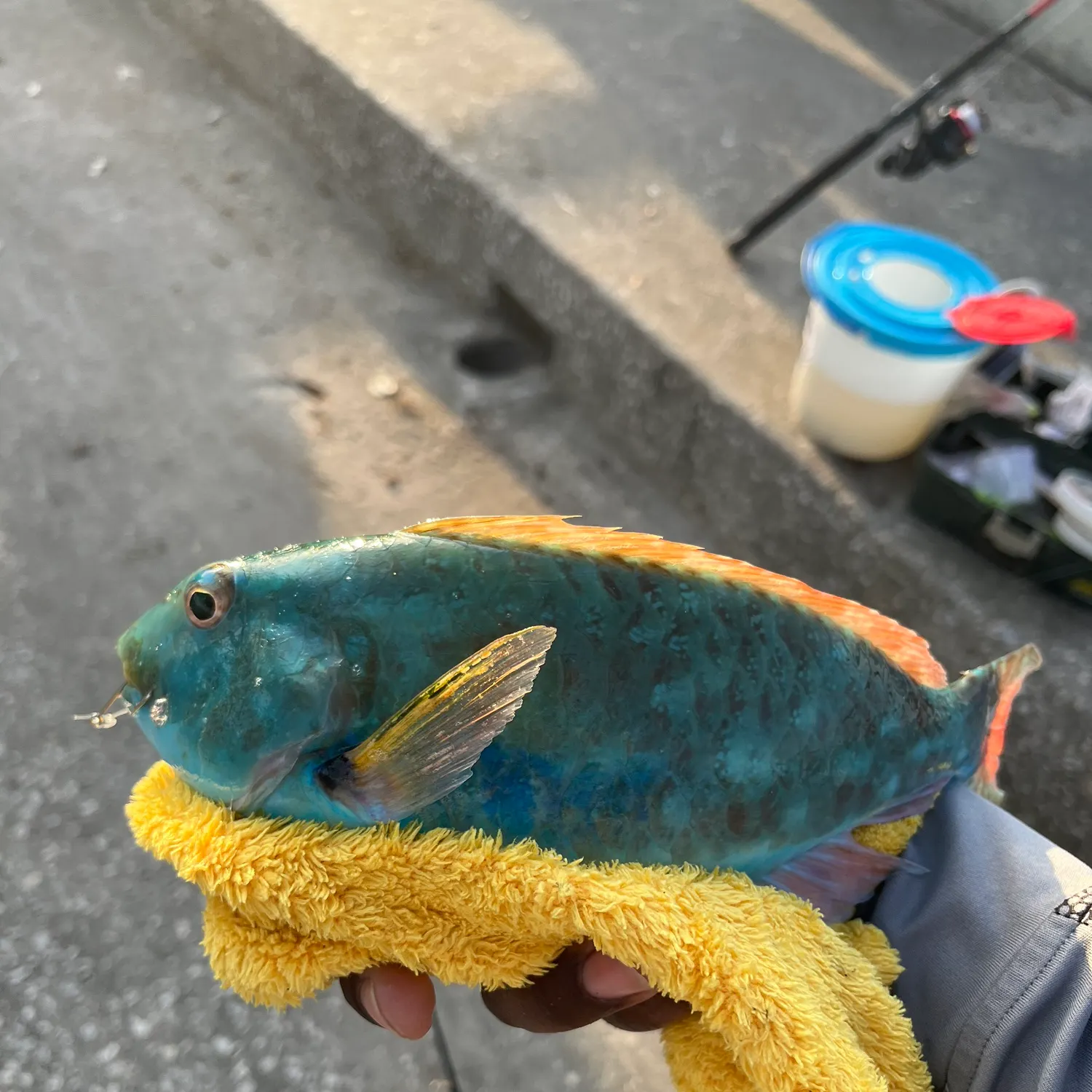 The most recent Blue parrotfish catches on Fishbrain