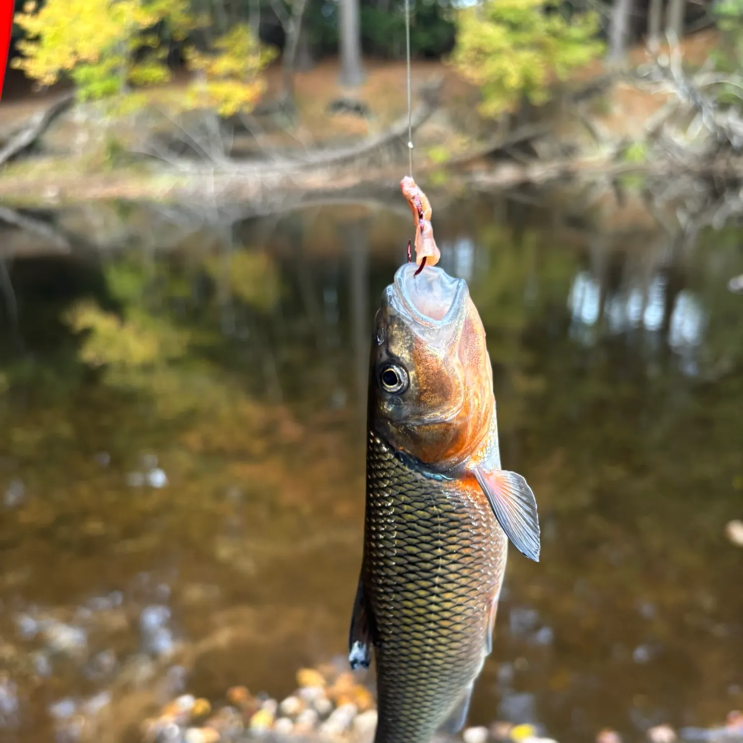 Fallfish caught on Fishbrain