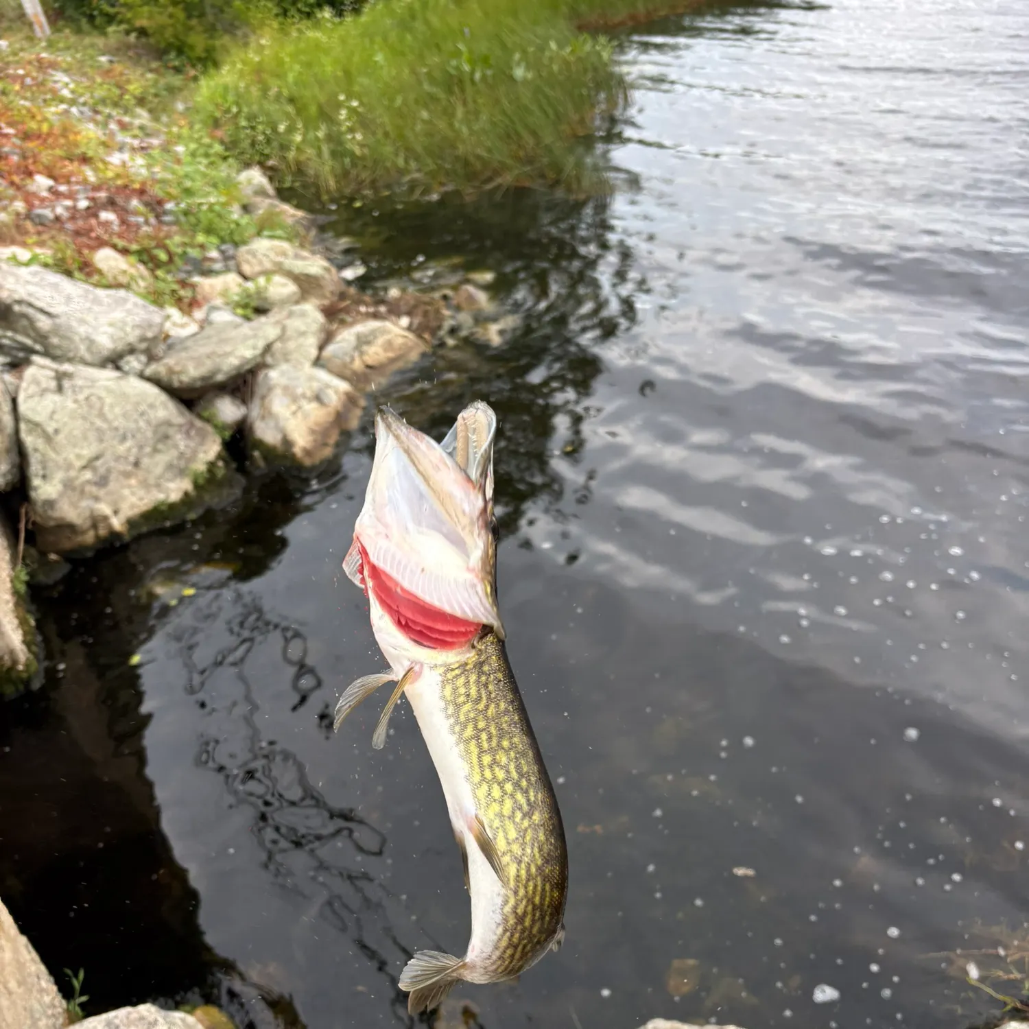 catch