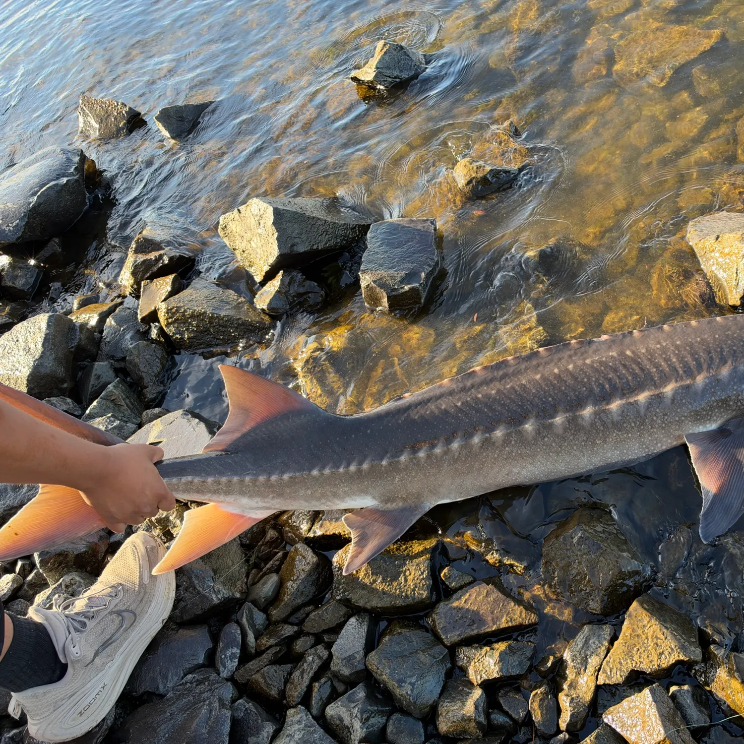 White sturgeon caught on Fishbrain