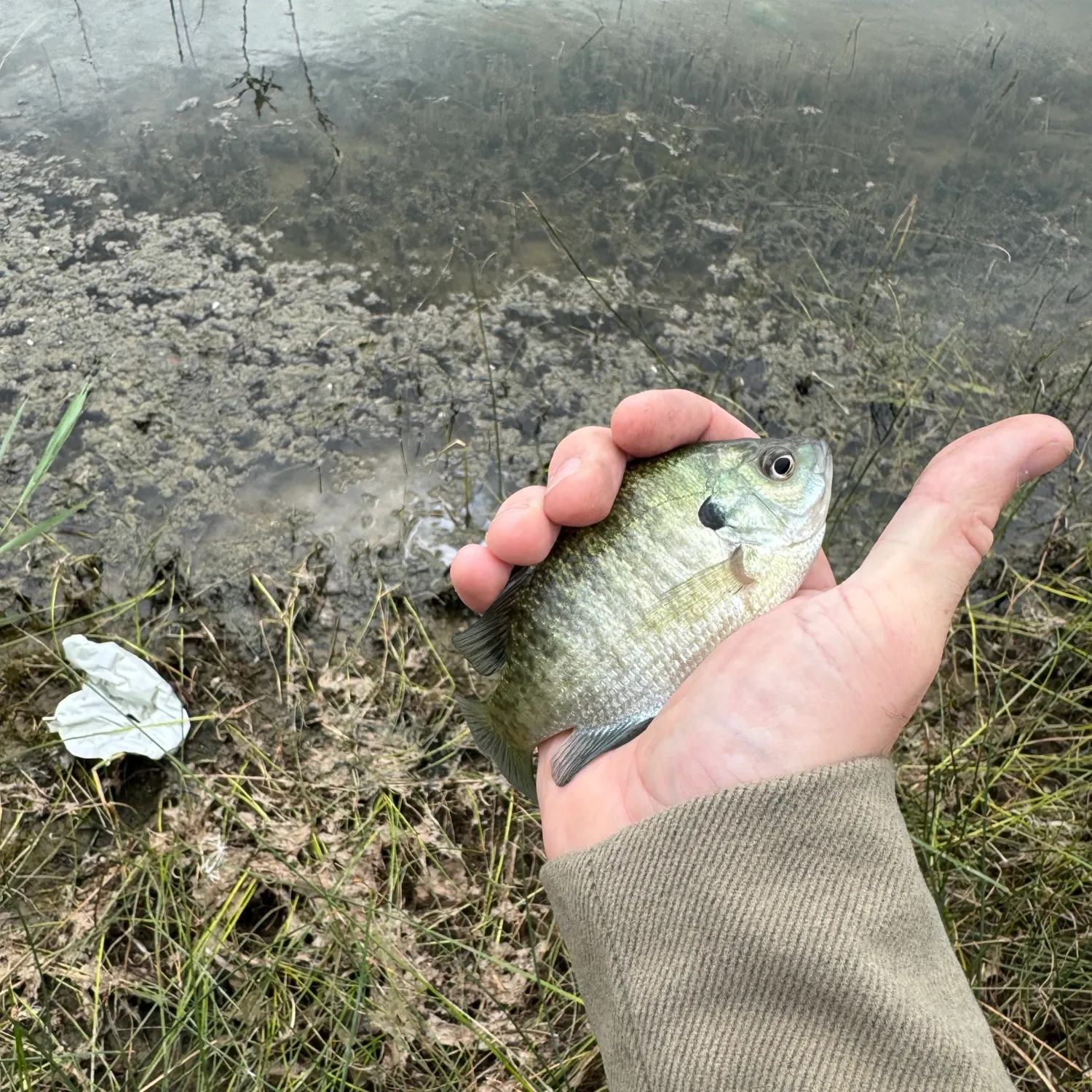 Bluegill caught on Fishbrain