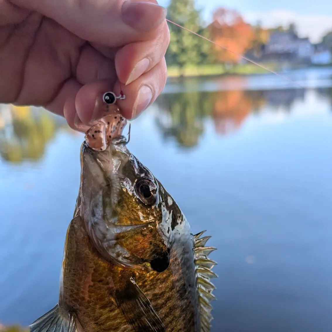 Bluegill caught on Fishbrain