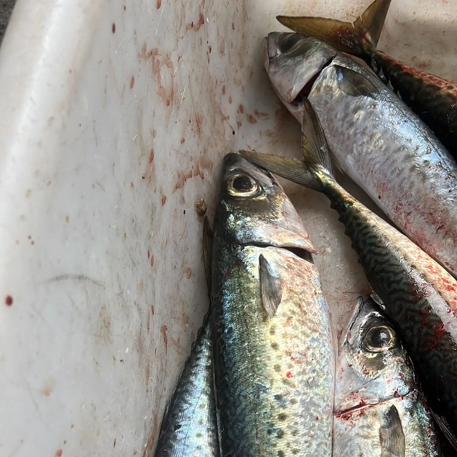 The most recent Australian spotted mackerel catches on Fishbrain