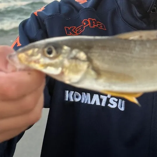 The most recent Sand sillago catches on Fishbrain