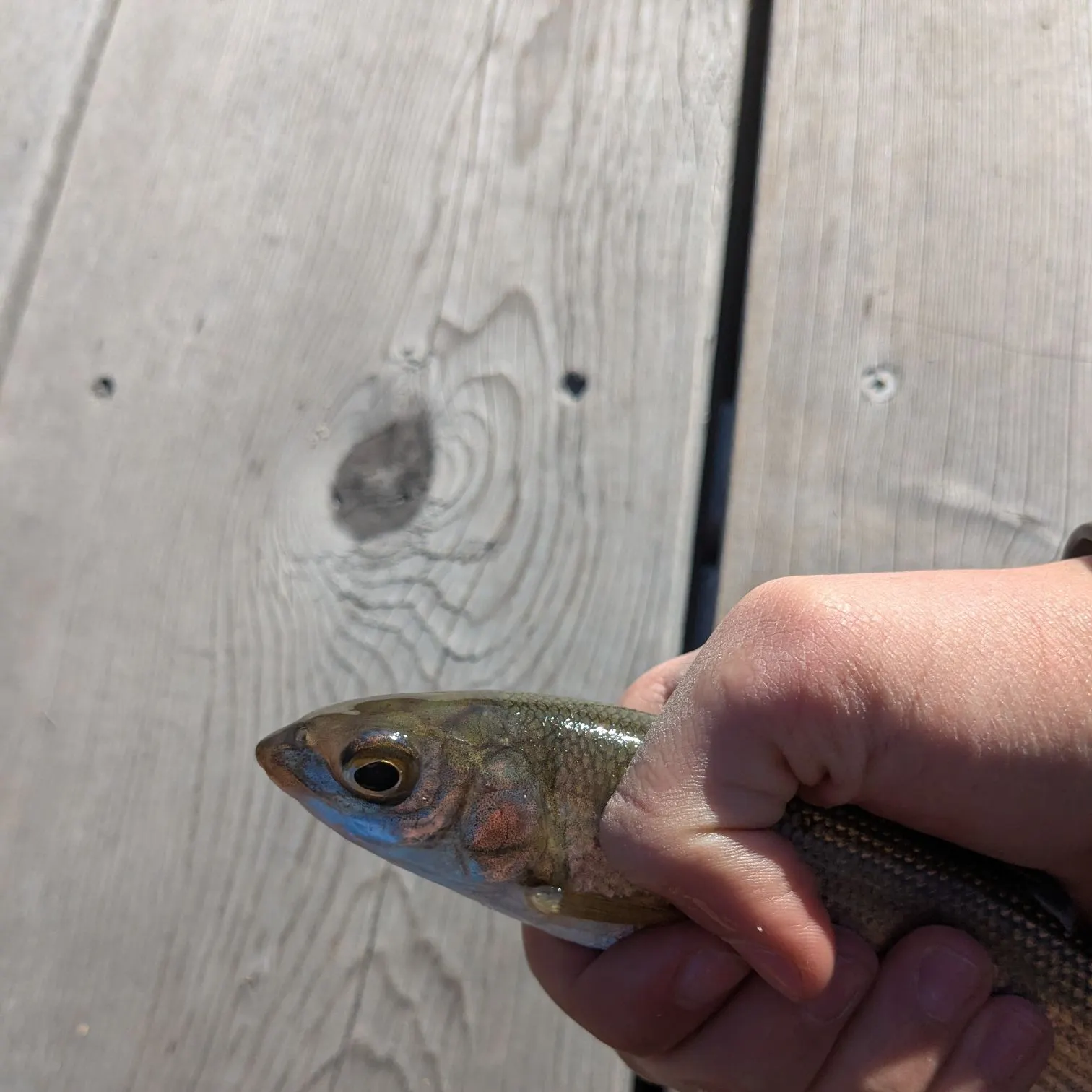 most liked catch image