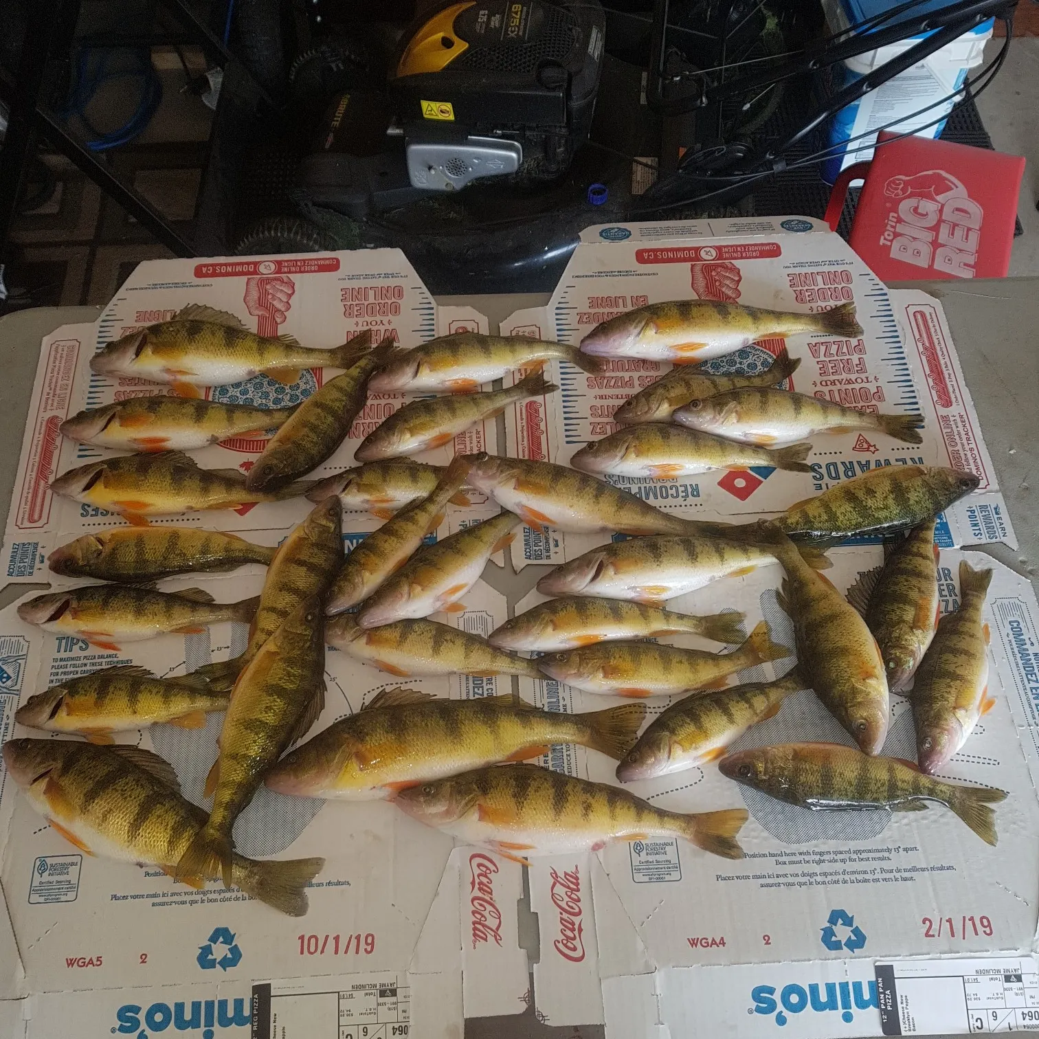 recently logged catches