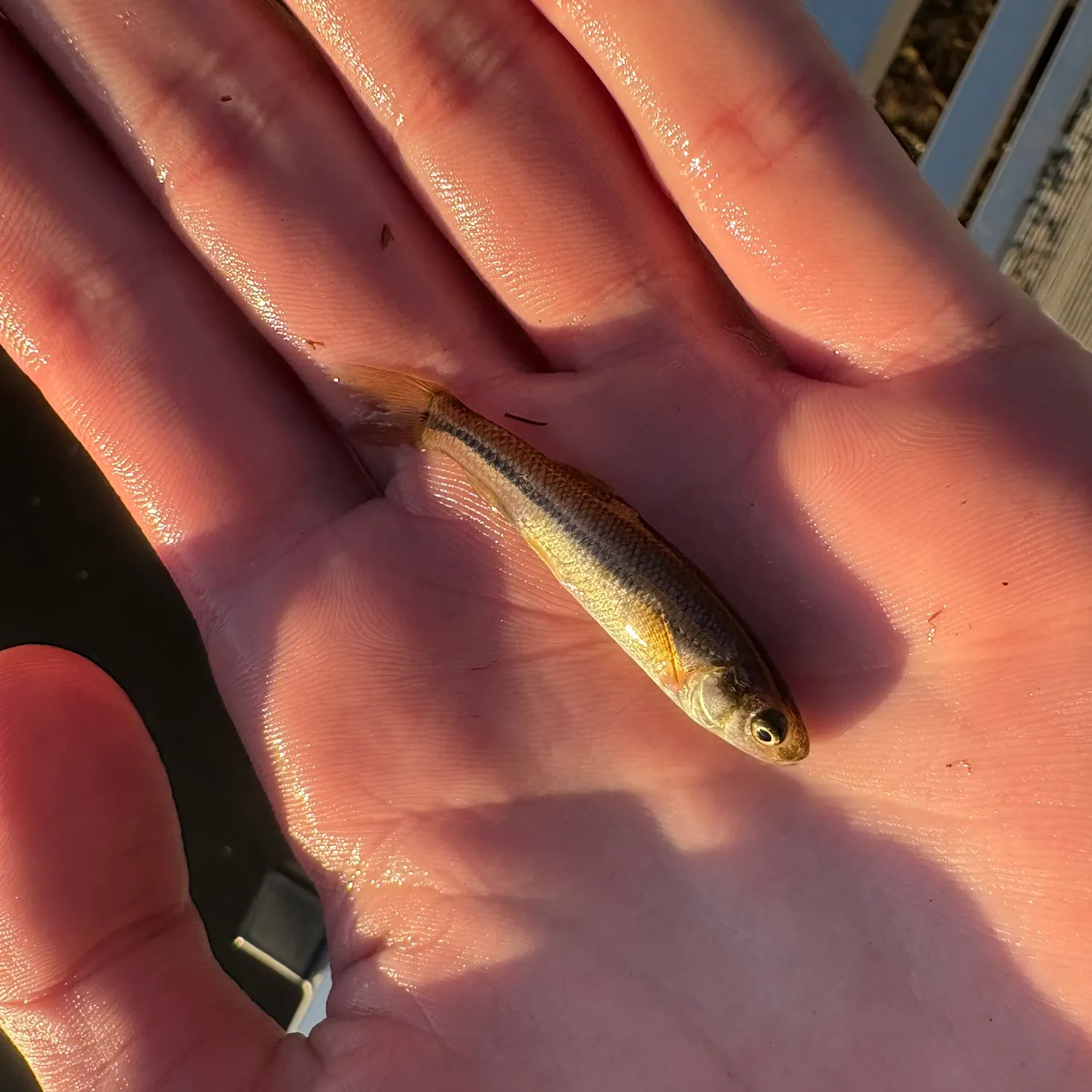 The most recent Bluntnose minnow catches on Fishbrain