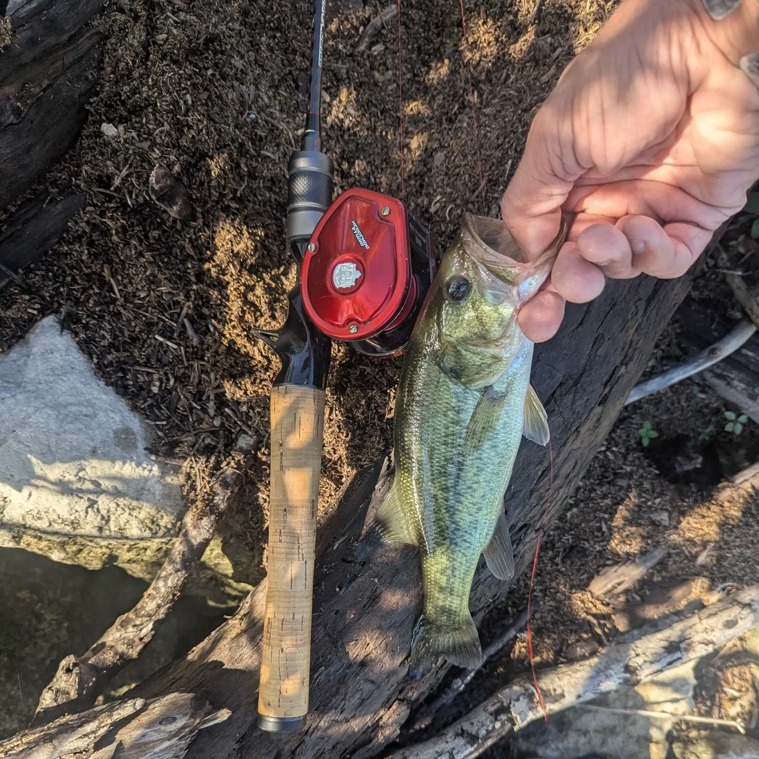 Largemouth bass caught on Fishbrain