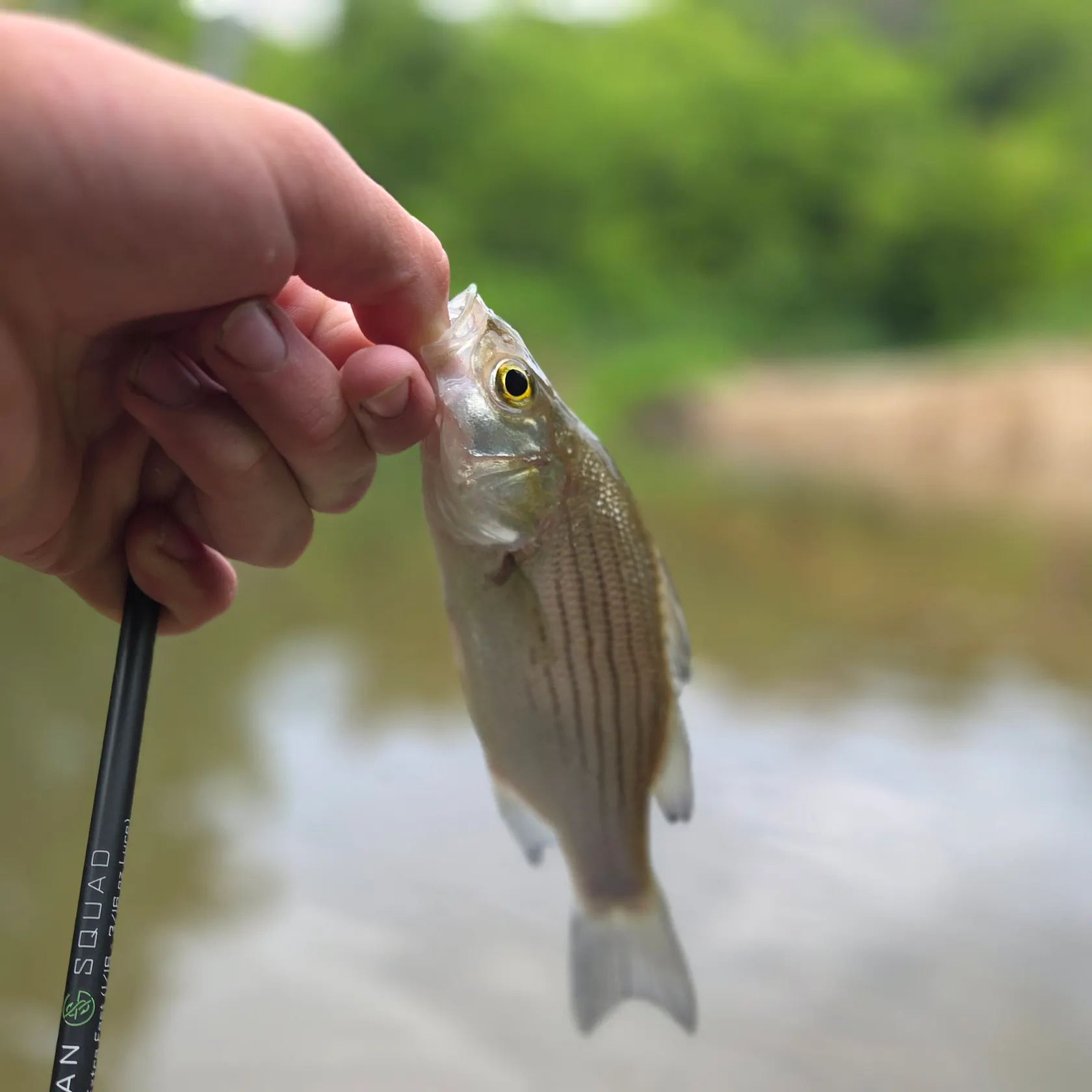 angler catch