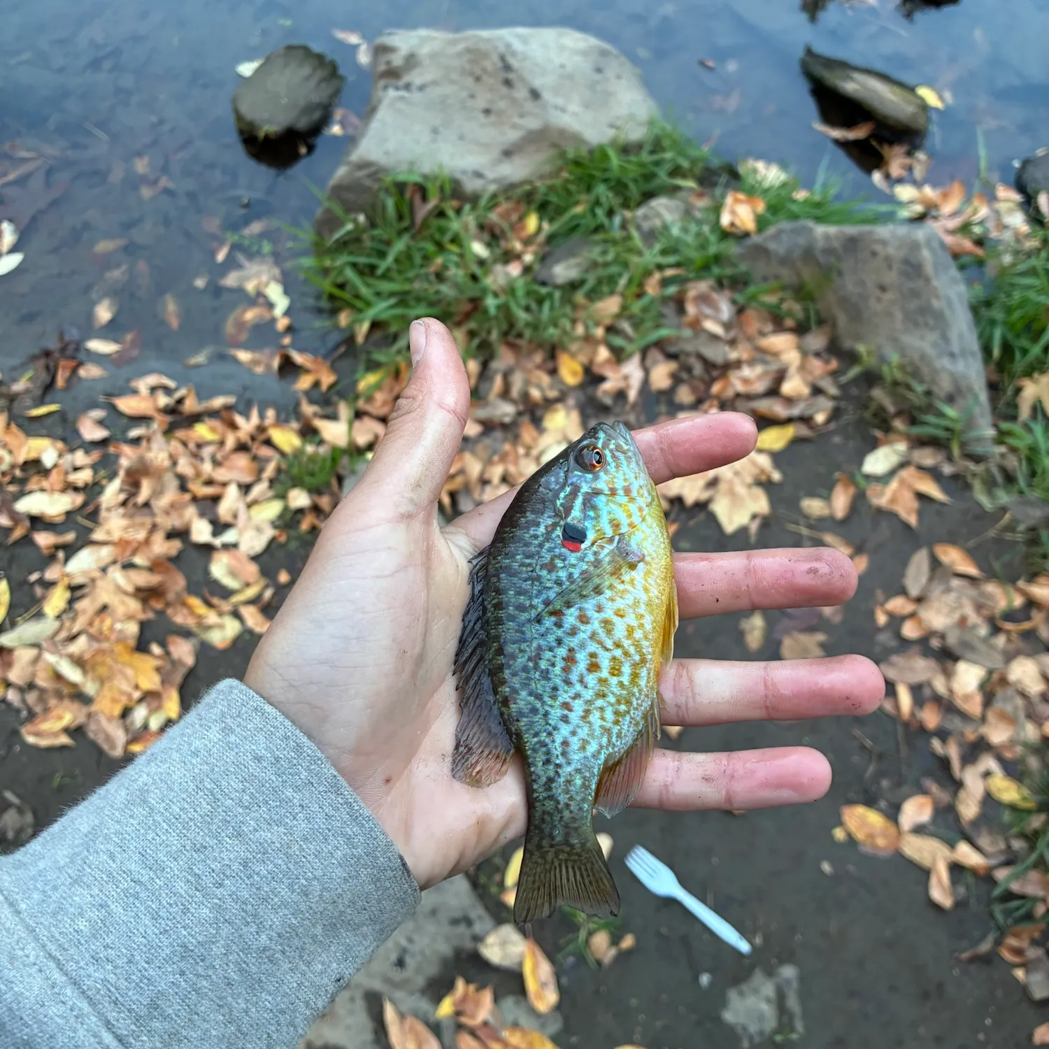 Pumpkinseed caught on Fishbrain
