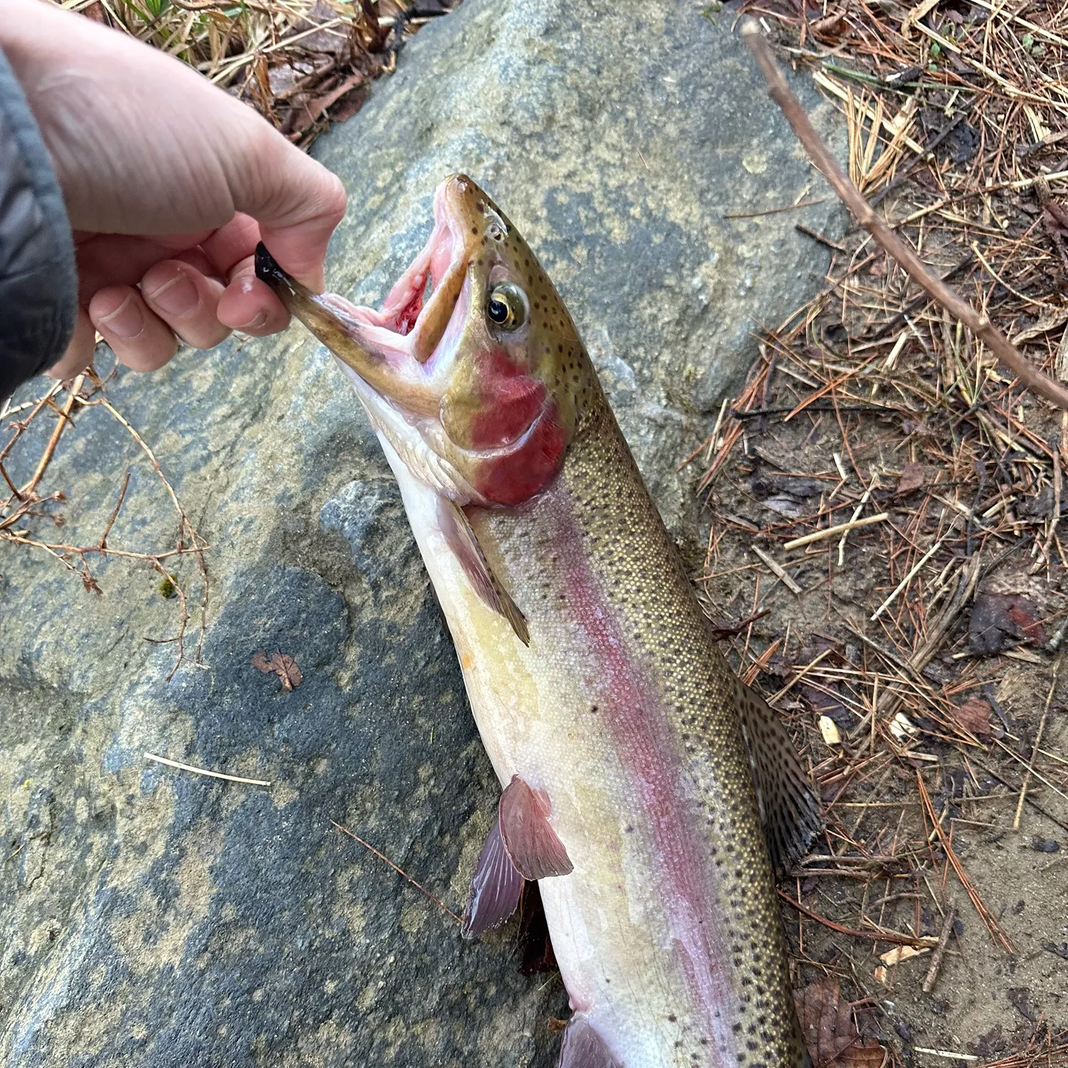 The most recent Rainbow trout catches on Fishbrain