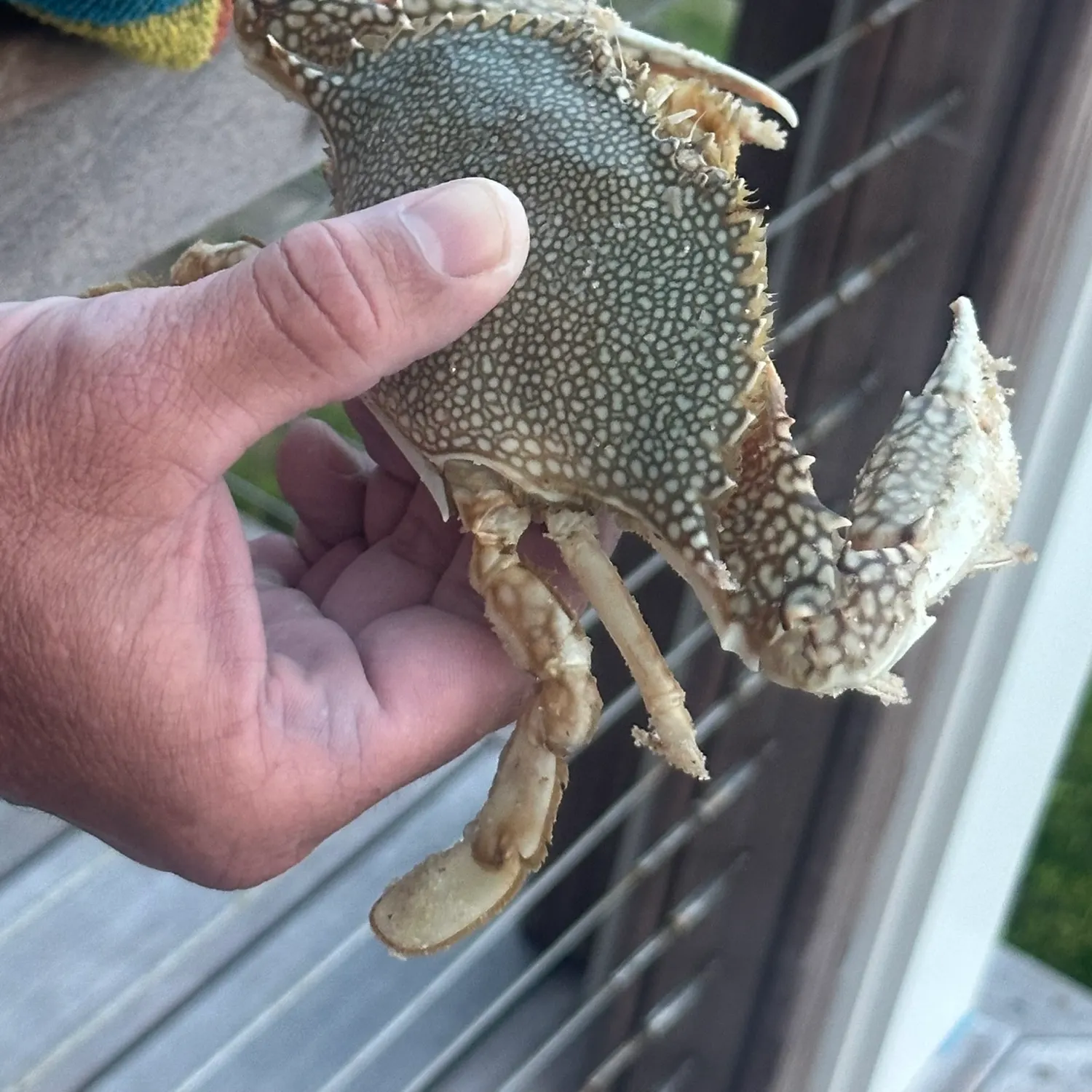 The most recent Blotched swimming crab catches on Fishbrain