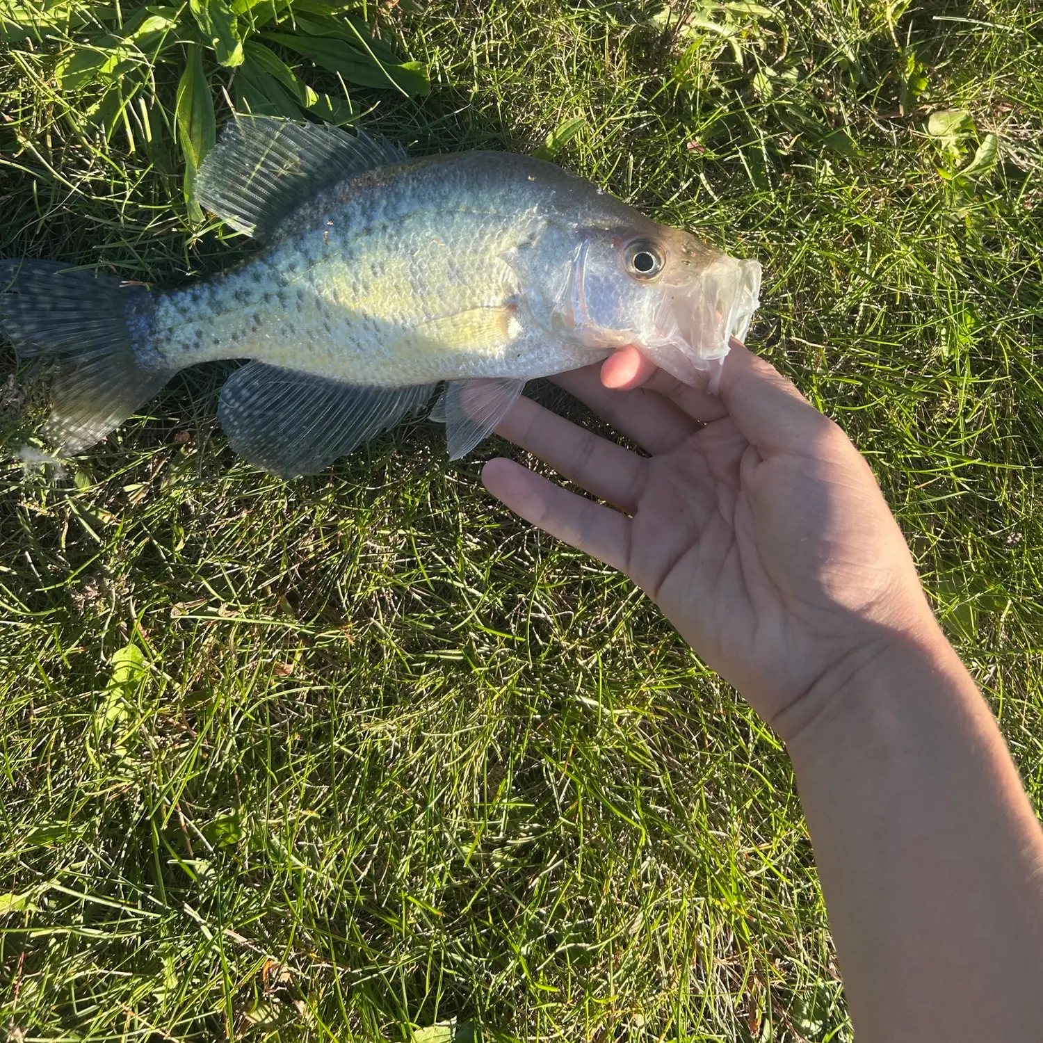 White crappie caught on Fishbrain