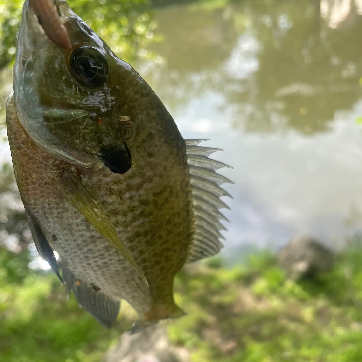 Bluegill caught on Fishbrain