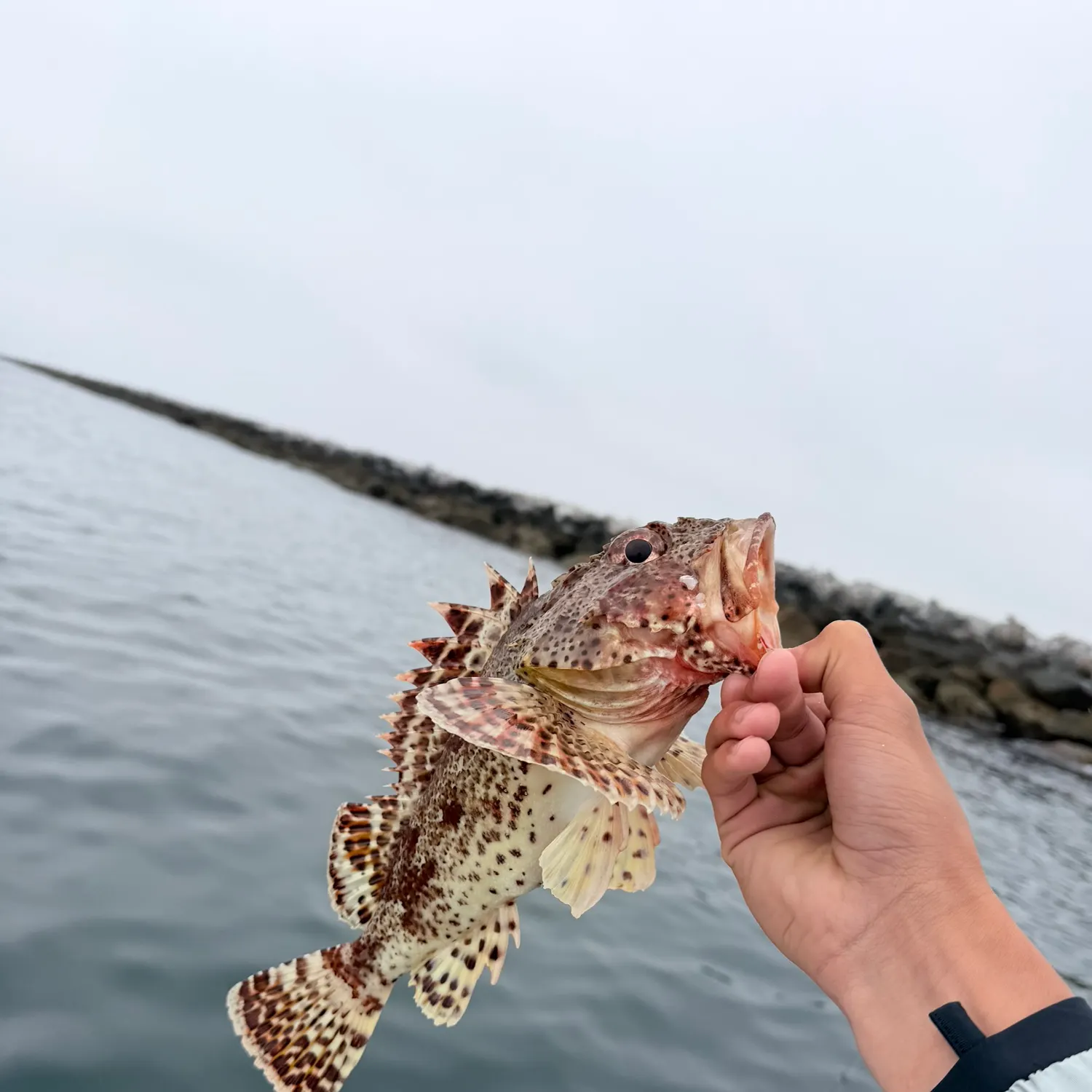 The most recent California scorpionfish catches on Fishbrain