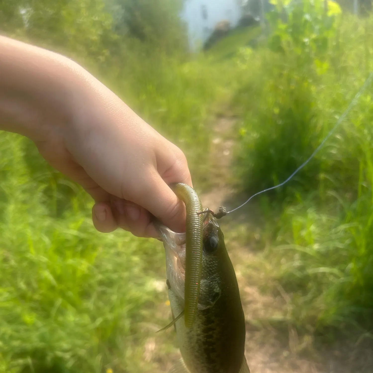 Fish caught on Fishbrain