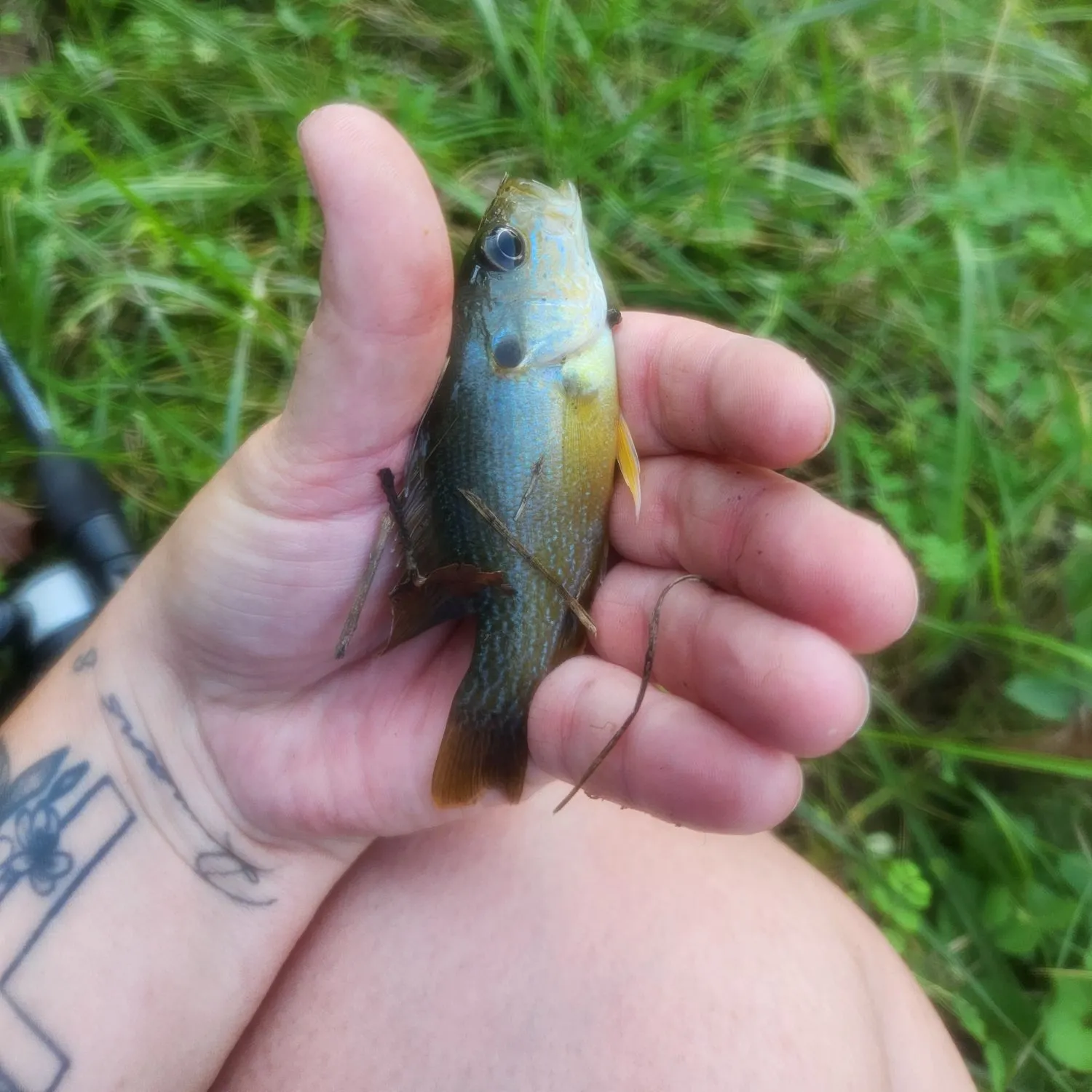 Green sunfish caught on Fishbrain