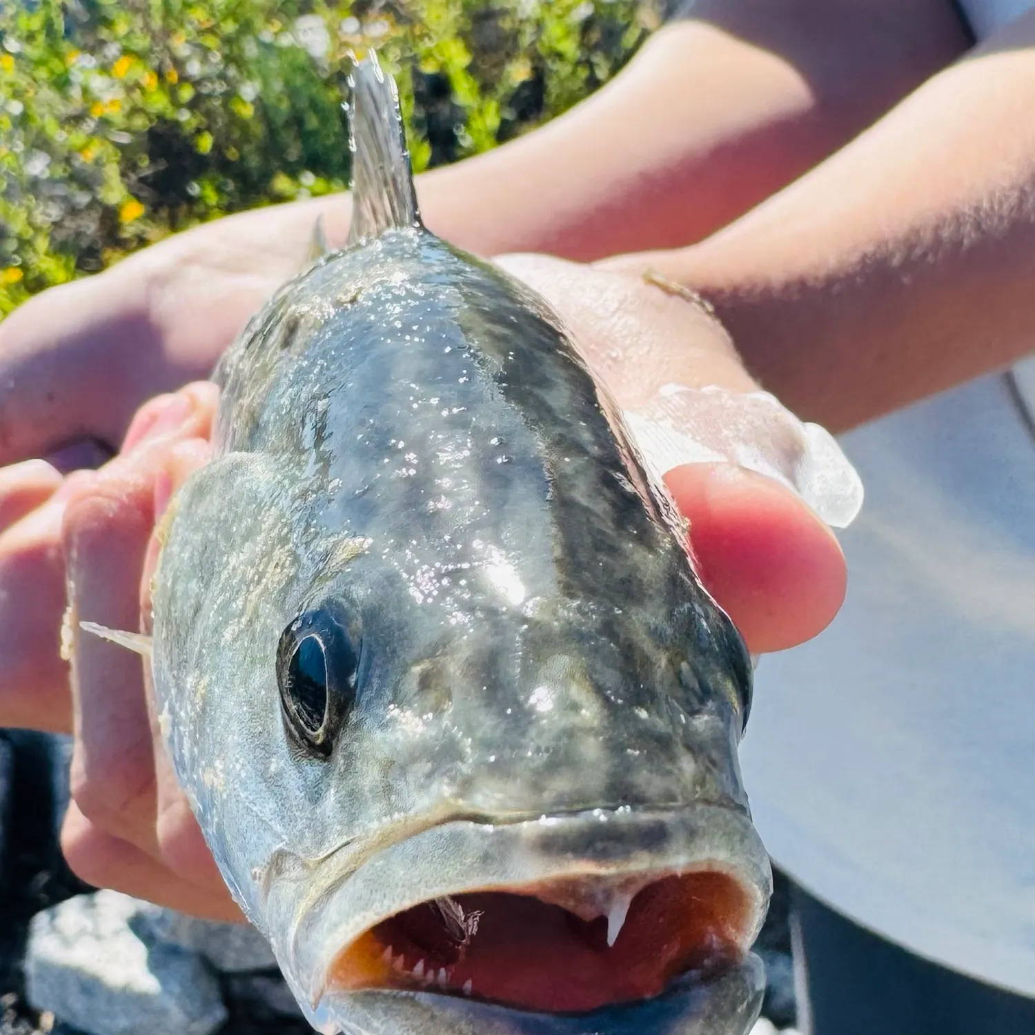 Spotted seatrout caught on Fishbrain