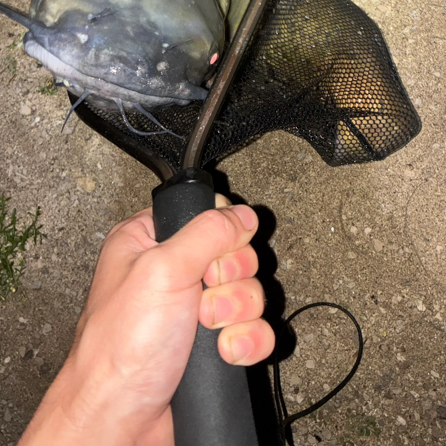 The most recent Channel catfish catches on Fishbrain