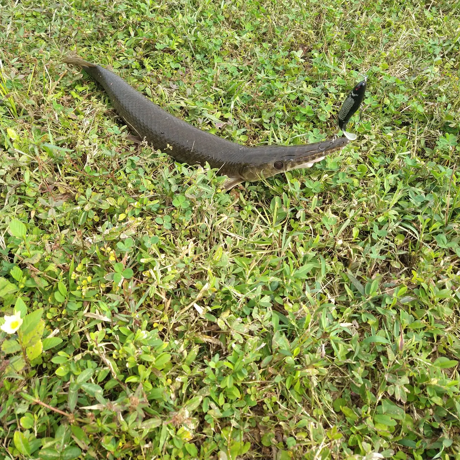 The most recent Longnose gar catches on Fishbrain