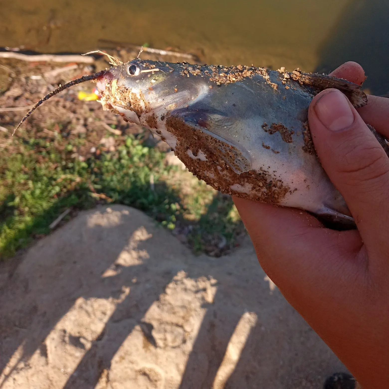 Channel catfish caught on Fishbrain