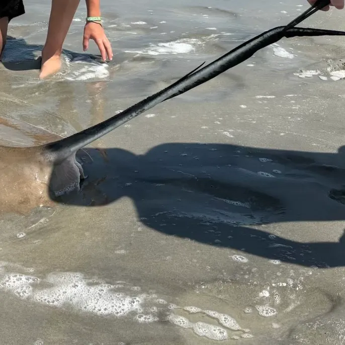 Southern stingray caught on Fishbrain