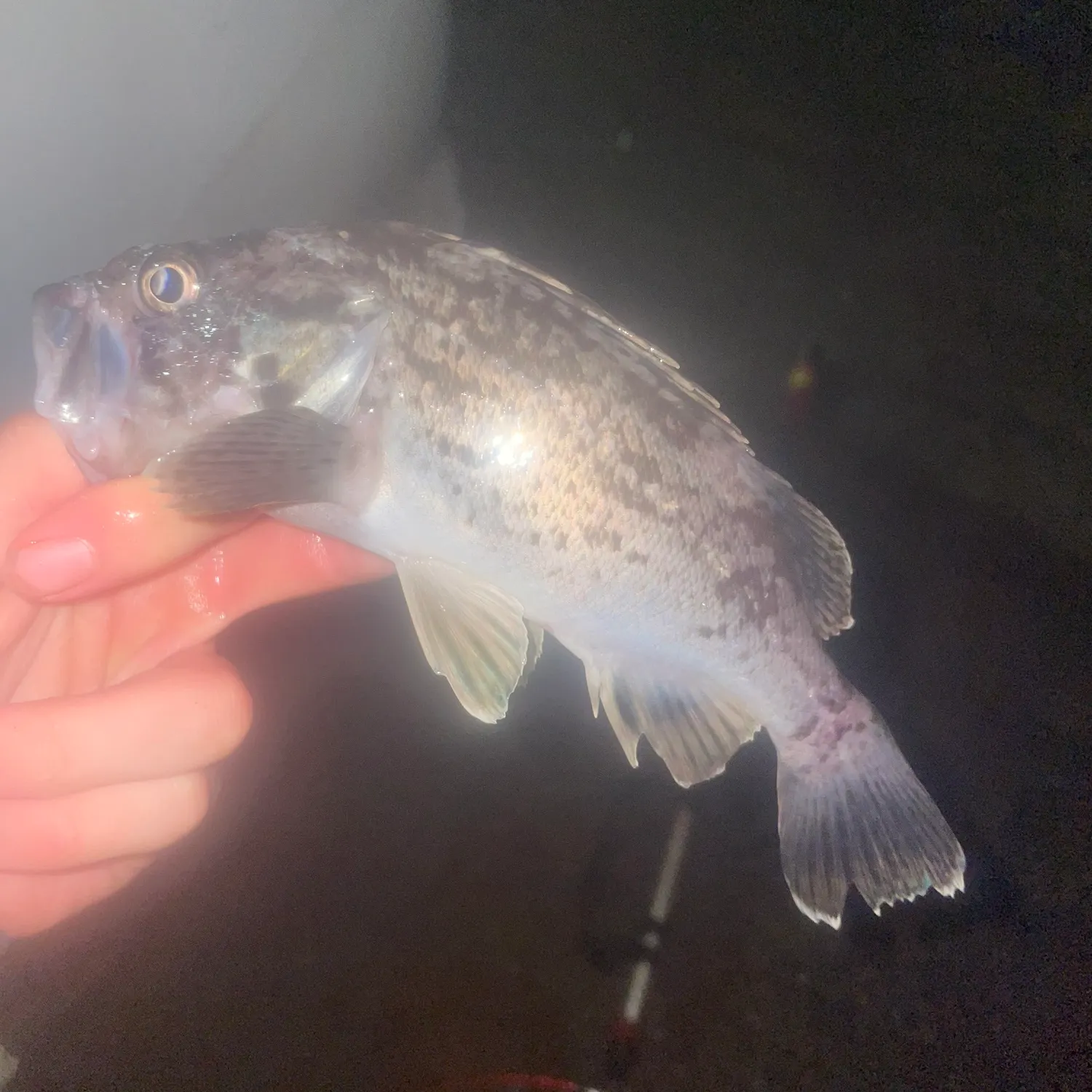 The most recent Japanese white seaperch catches on Fishbrain