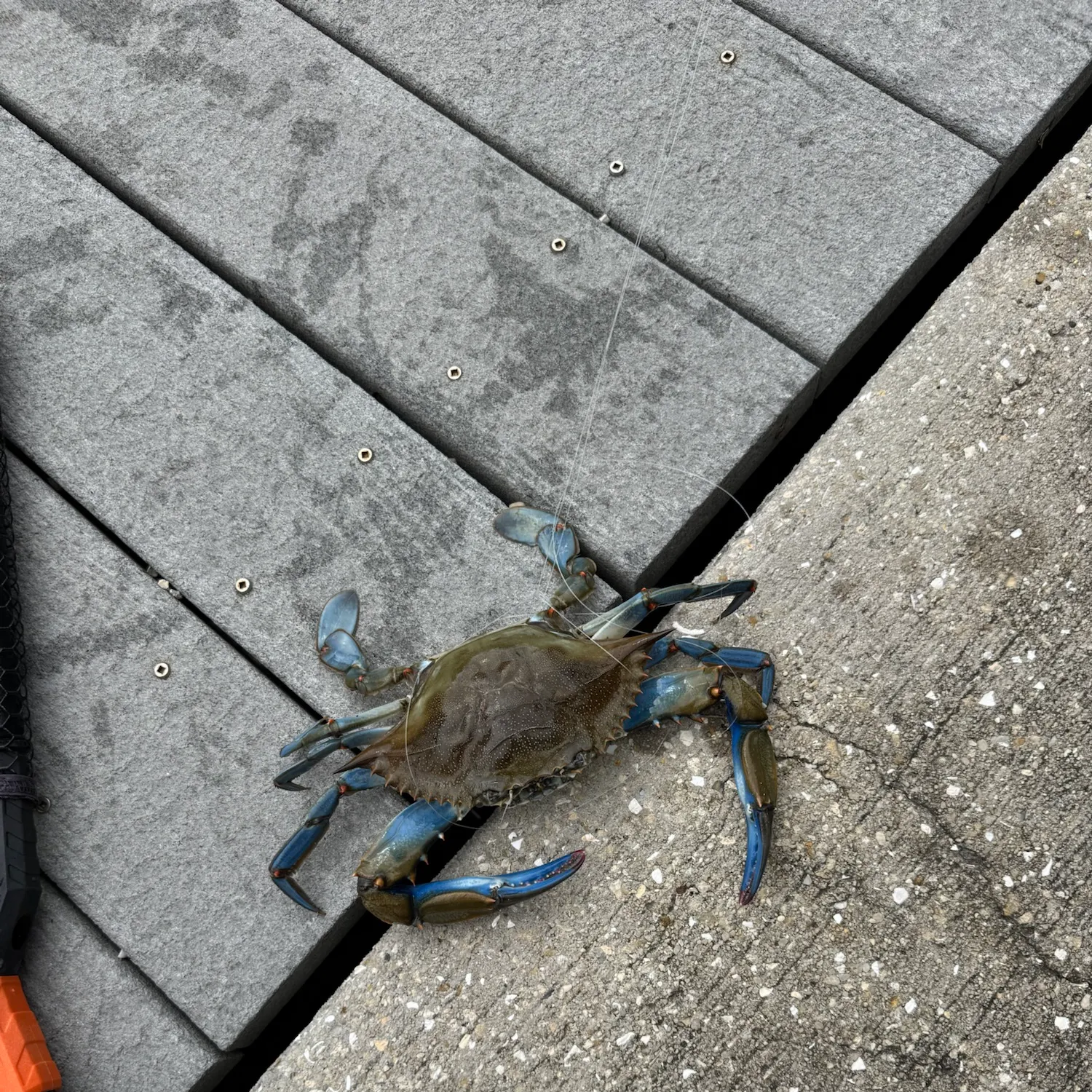 Blue crab caught on Fishbrain
