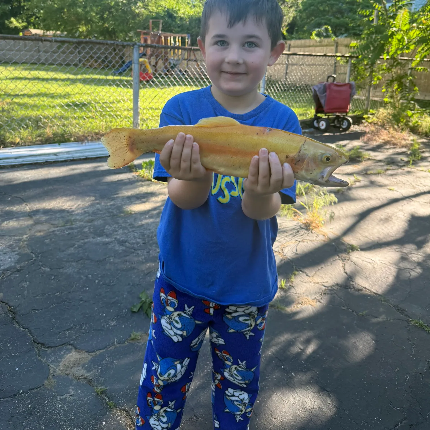 The most recent Rainbow trout catches on Fishbrain