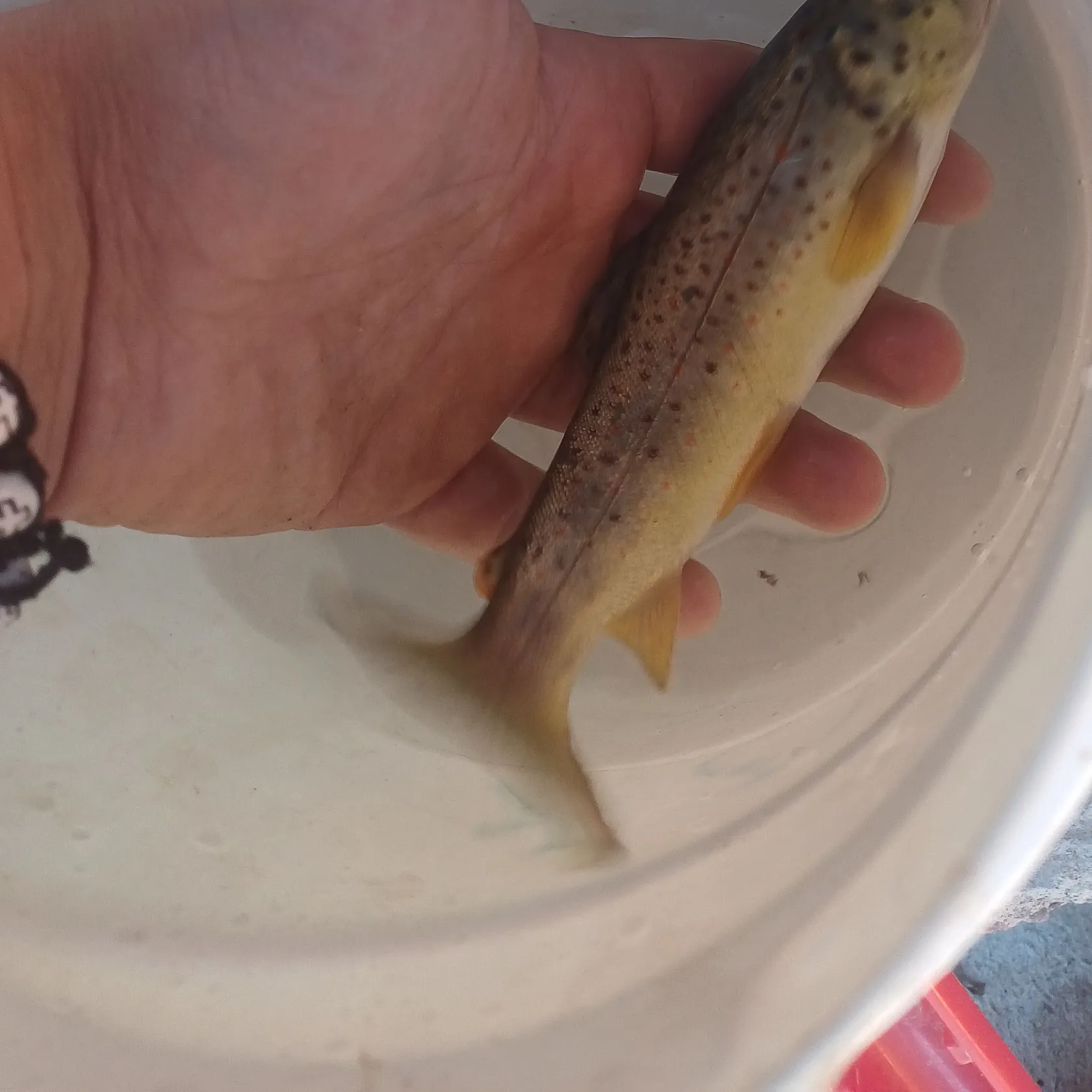 Lake trout caught on Fishbrain