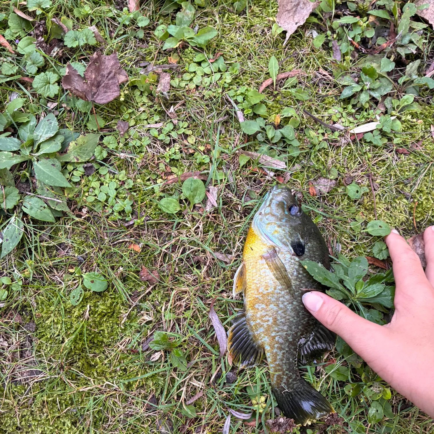 Greengill hybrid caught on Fishbrain