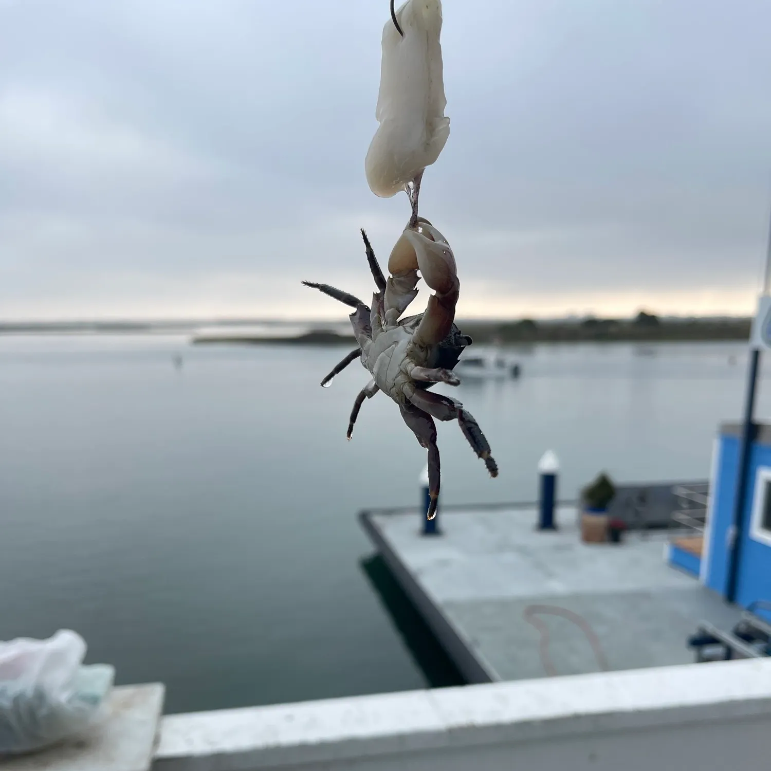 The most recent Thin-shelled rock crab catches on Fishbrain