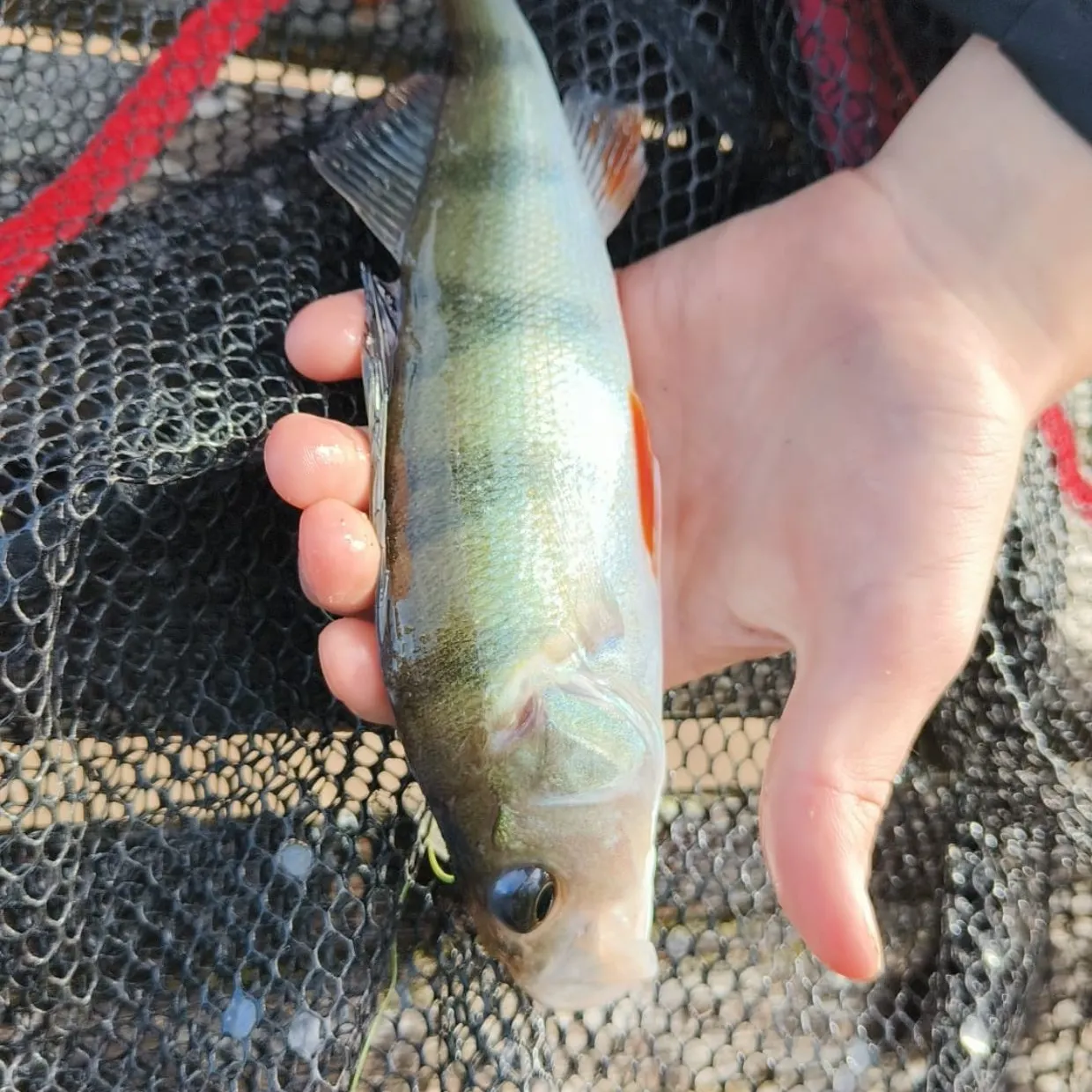 European perch caught on Fishbrain