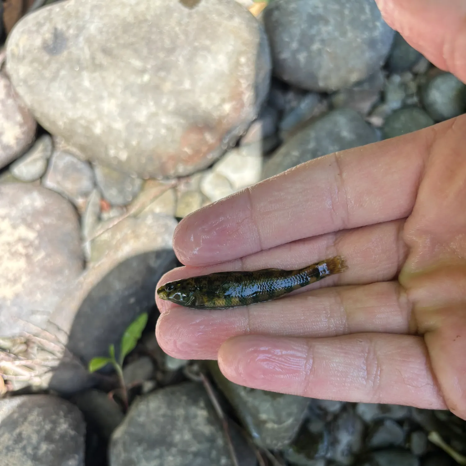 The most recent Banded darter catches on Fishbrain