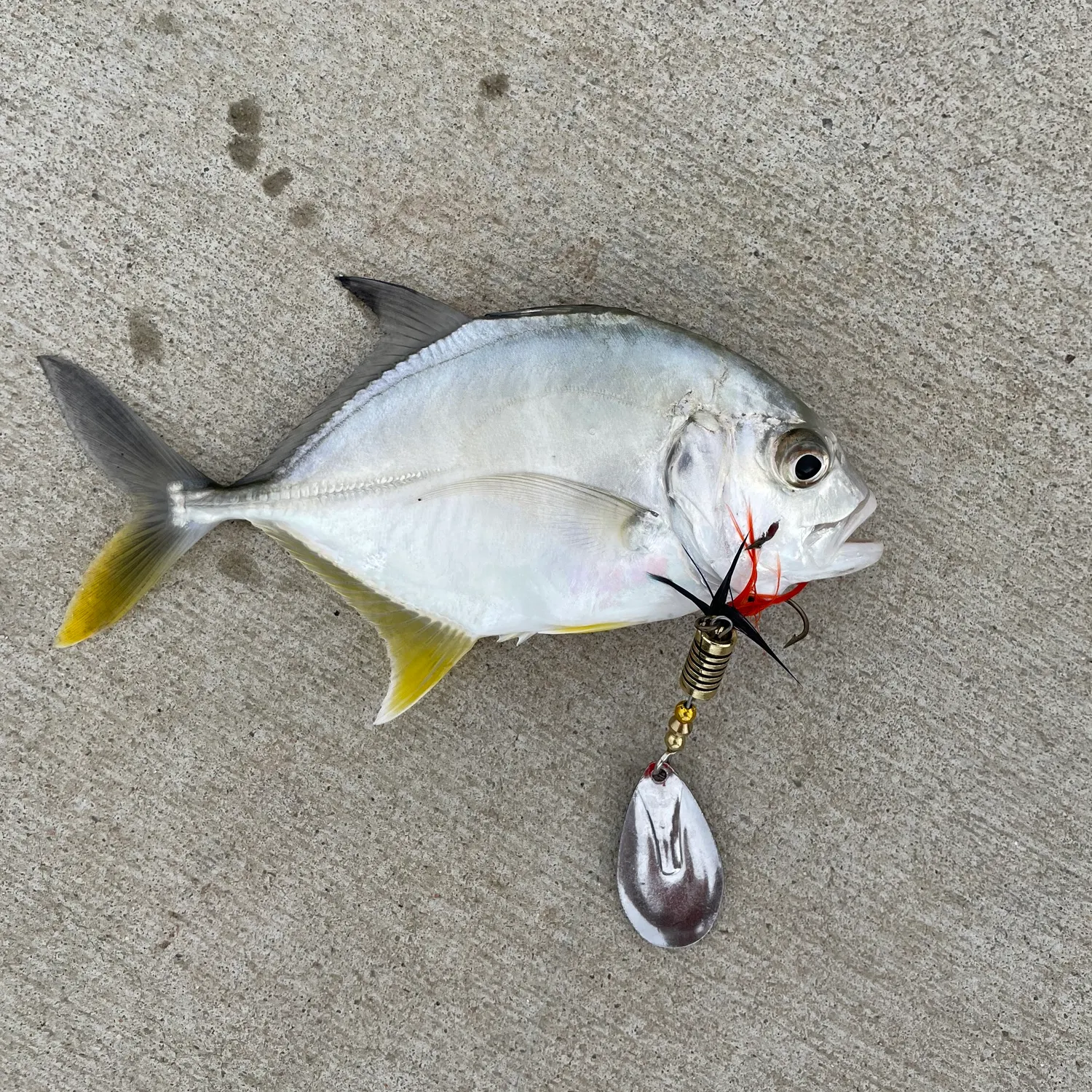 The most recent White trevally catches on Fishbrain
