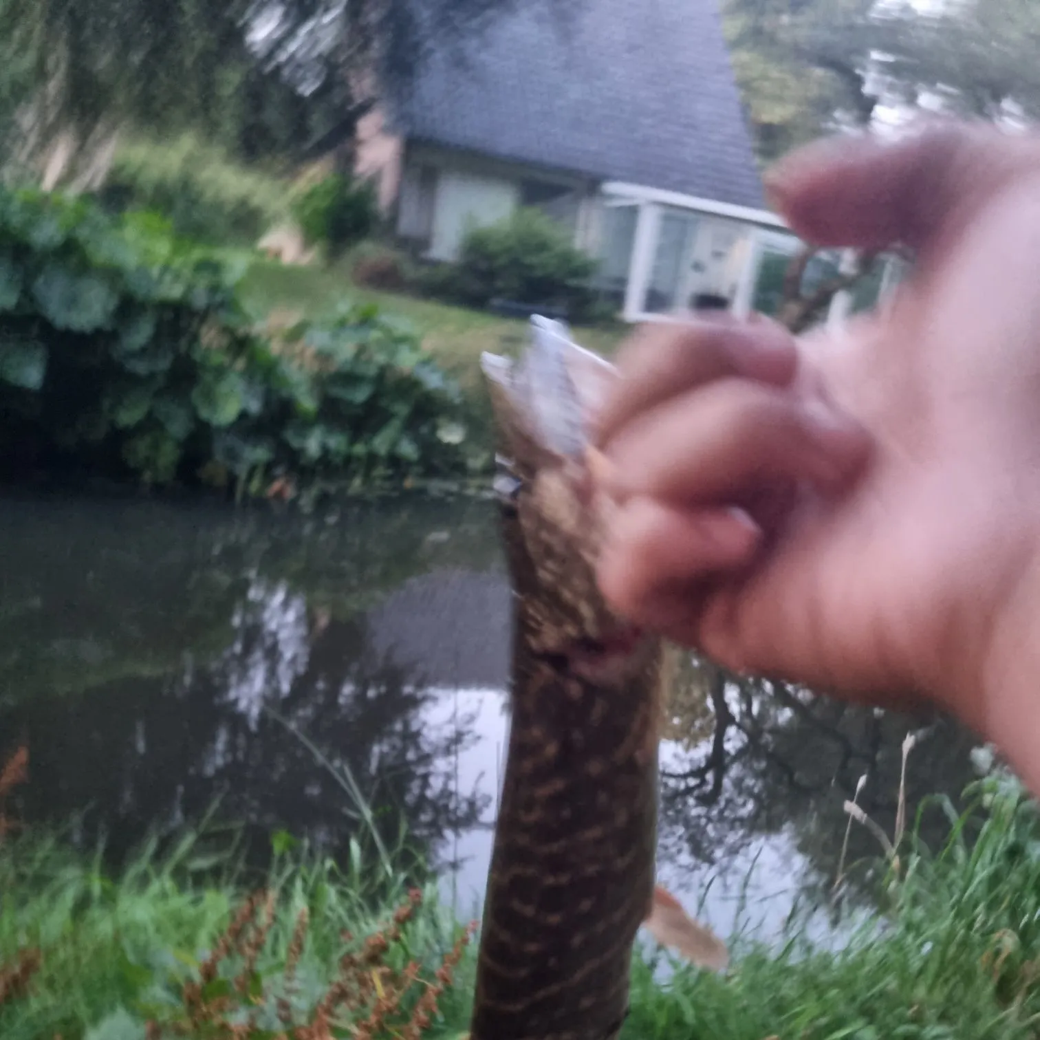 Northern pike caught on Fishbrain