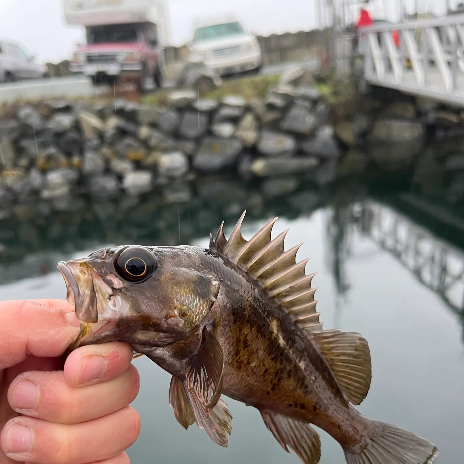 Copper rockfish caught on Fishbrain