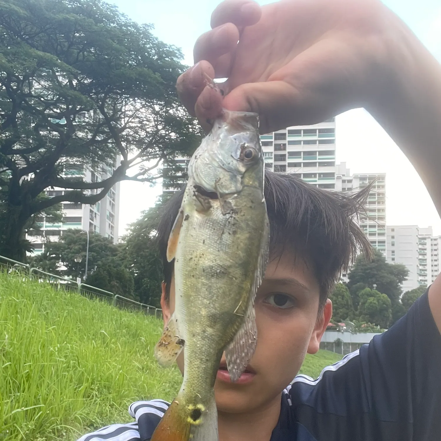 The most recent Monoculus peacock bass catches on Fishbrain