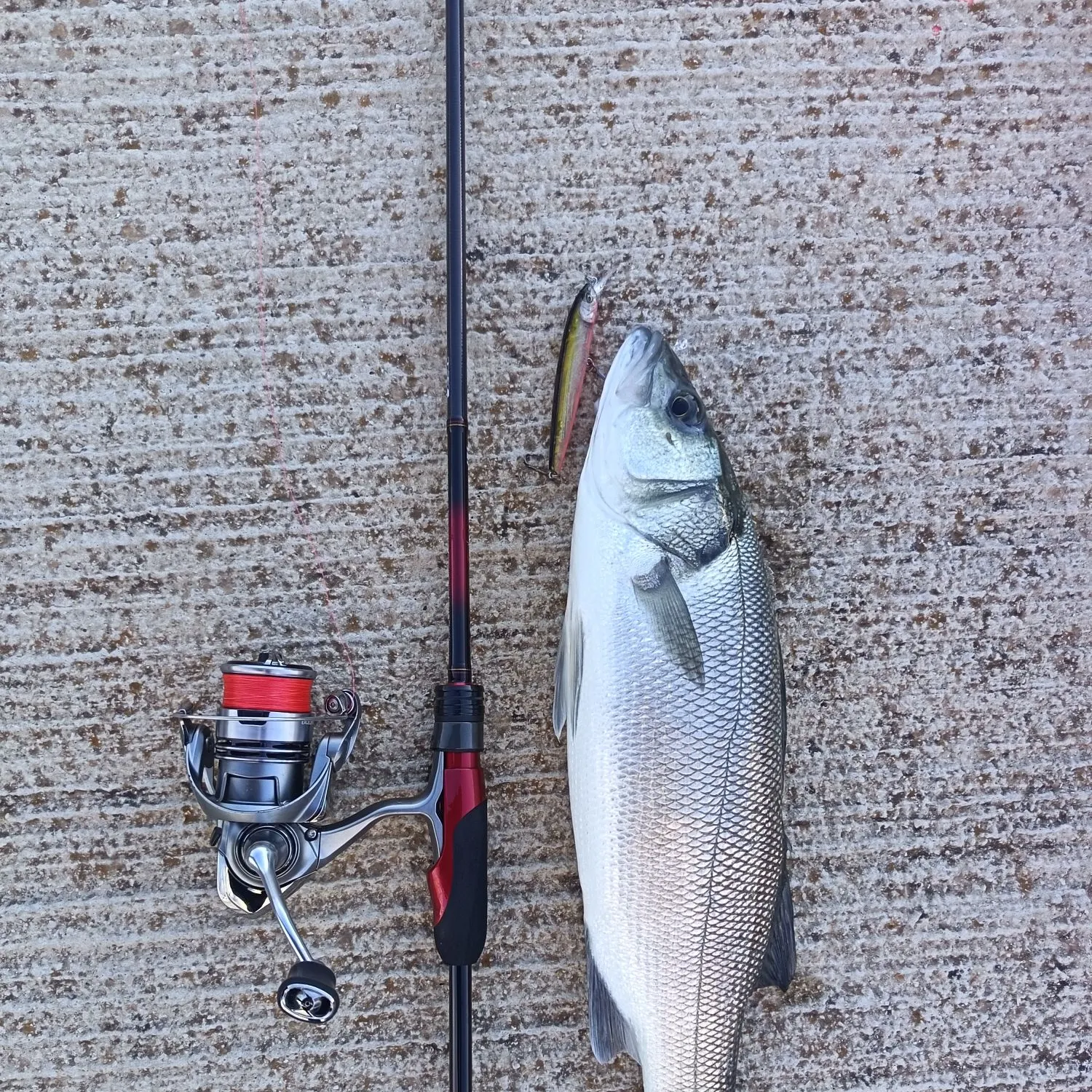 The most recent European seabass catches on Fishbrain