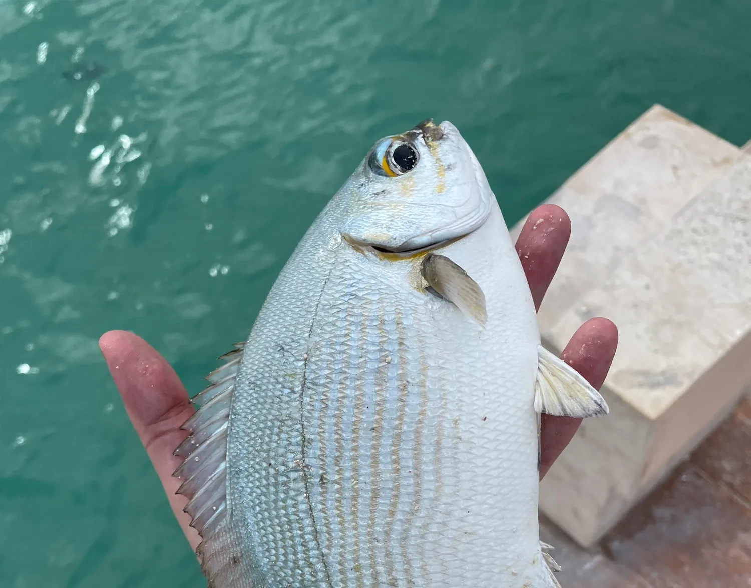 Bermuda sea chub