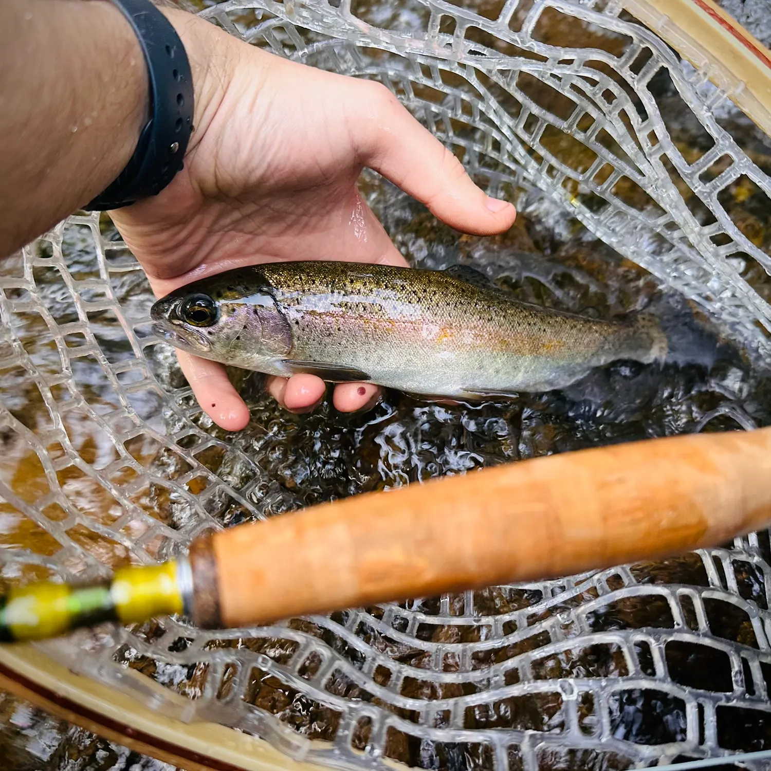 Rainbow trout caught on Fishbrain