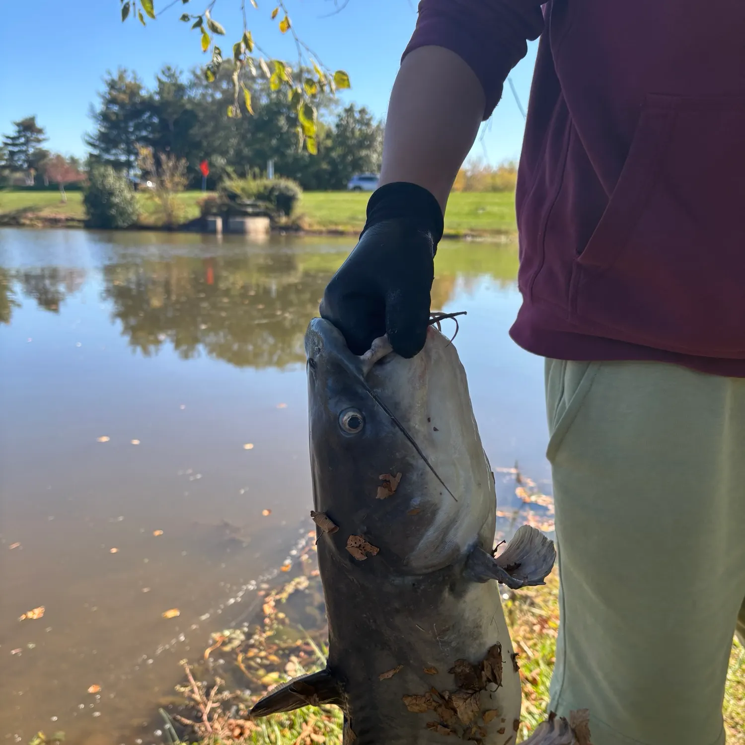 Blue catfish caught on Fishbrain