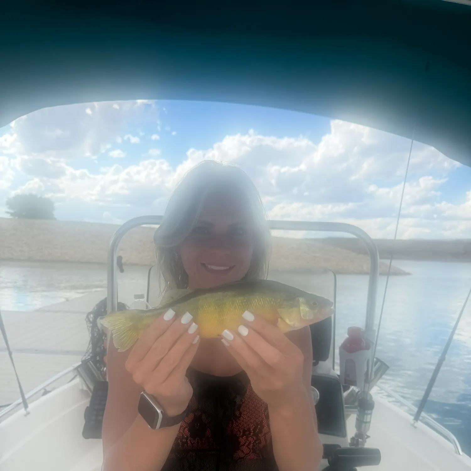 Yellow perch caught on Fishbrain